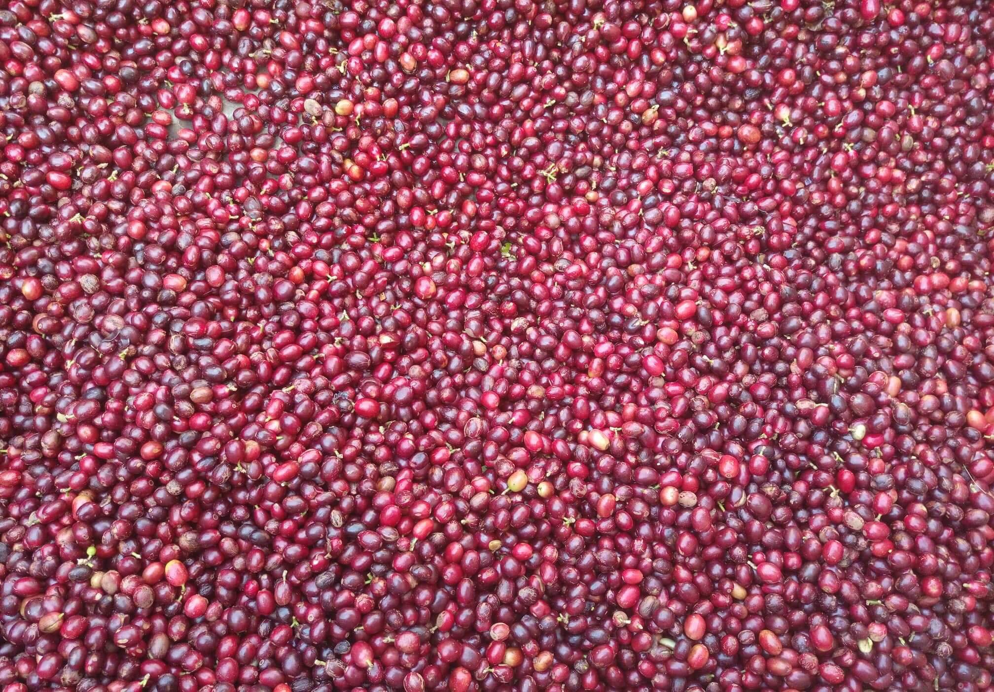 To make a cup of natural sweet coffee harvesting must be done when the fruit is ripe enough as the amount of sugar in the coffee fruit reaches maximum during the growing period.
Control the drying to ensure coffee beans are not moldy
