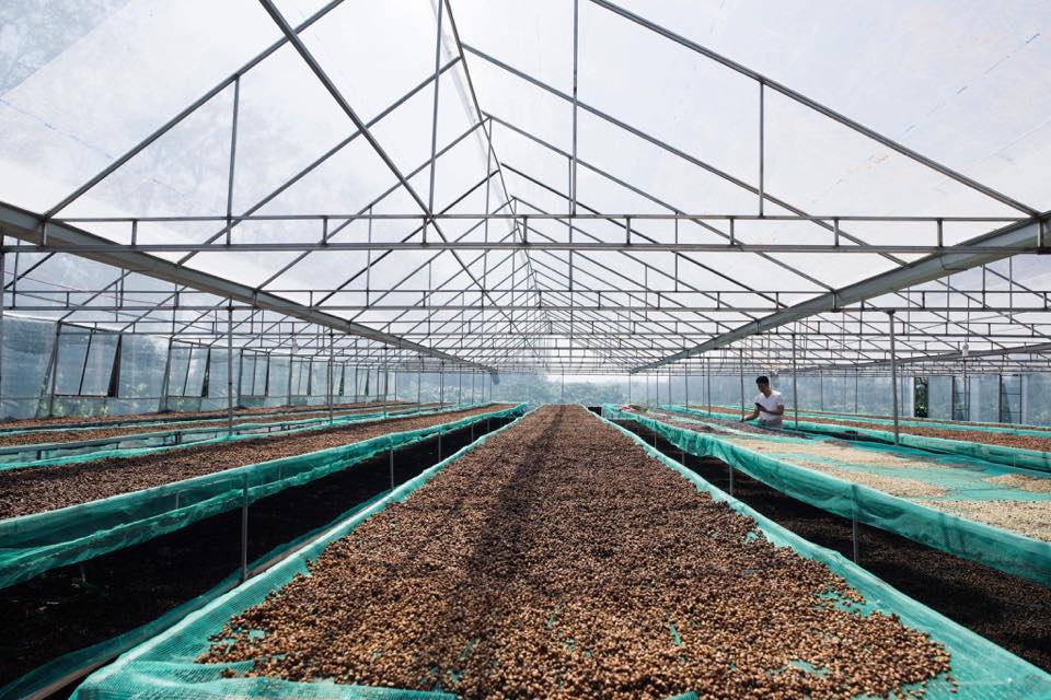 Hạt cà phê được hái lựa trái chín mọng, nhằm tối ưu hóa lượng đường tự nhiên trong hạt cà phê.
Cà phê được phơi trên giàn lưới, trong nhà lồng nhằm kiểm soát tốt nhất độ ẩm và nhiệt độ phơi