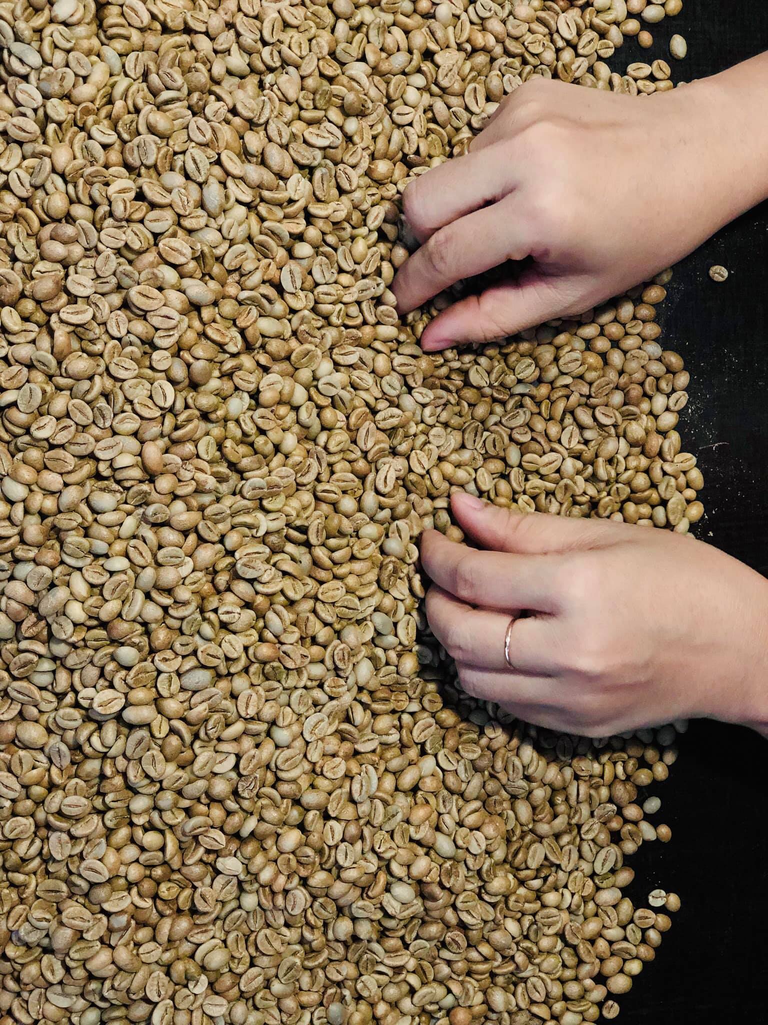 check green beans before roasting to make sure the rate of defects not too hight (